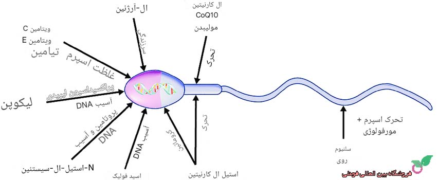 تاثیر ویتامین E بر اسپرم ها و باروری آقایان