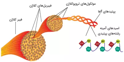 پروتئین مکمل کلاژن